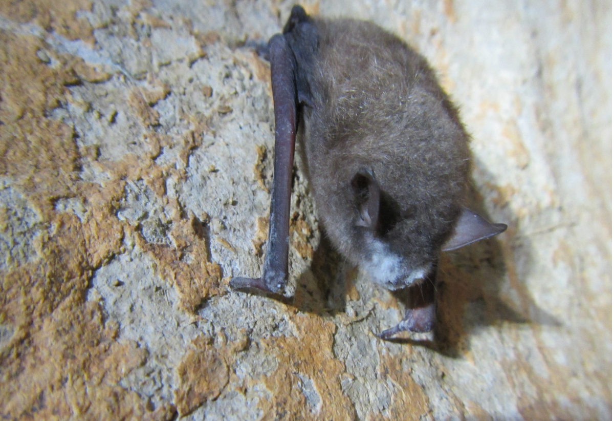 Southeastern Bat