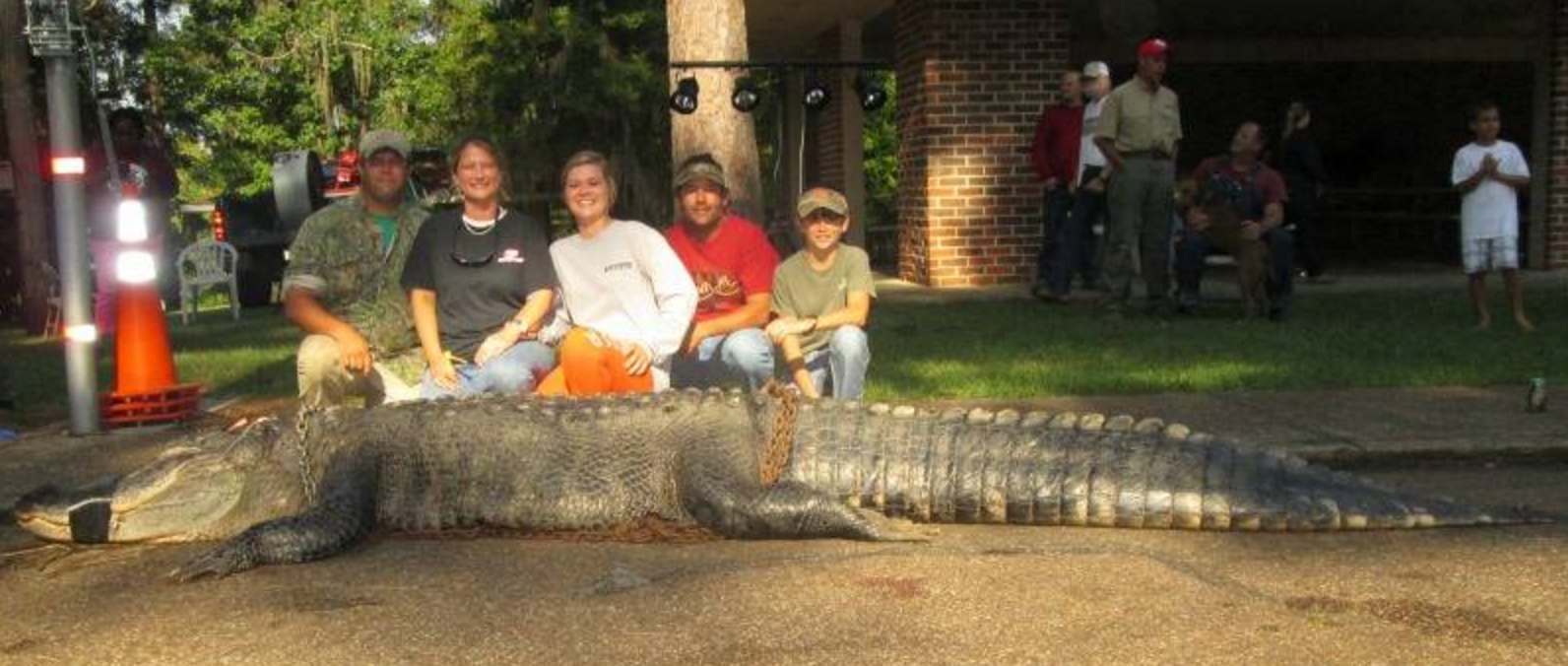 Stokes Alabama Alligator